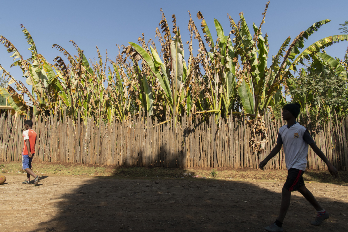 Land Scarcity And Disease Threaten A Multifaceted Indigenous Crop In   Enset Maheder Haileselassie DSC 3318 1 